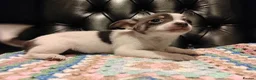Chihuahua dogs for sale: Chihuahua Puppies for sale, Ready for loving homes - Advert 36