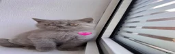 Scottish Fold cats for sale: Beautiful Scottish Fold and Scottish Straight 🐾 - Advert 22