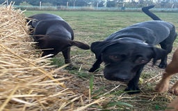 Mixed Breed dogs for sale: 1 year old black female black Labrador mix  - Image 13