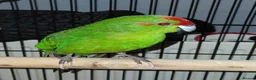 Parakeets birds for sale: Kakariki - Advert 3