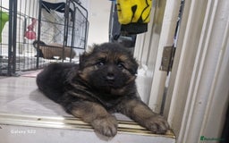 German Shepherd dogs for sale: KC REG GSD PUPPIES FULLY SCORED AND TESTED PARENTS - Image 19