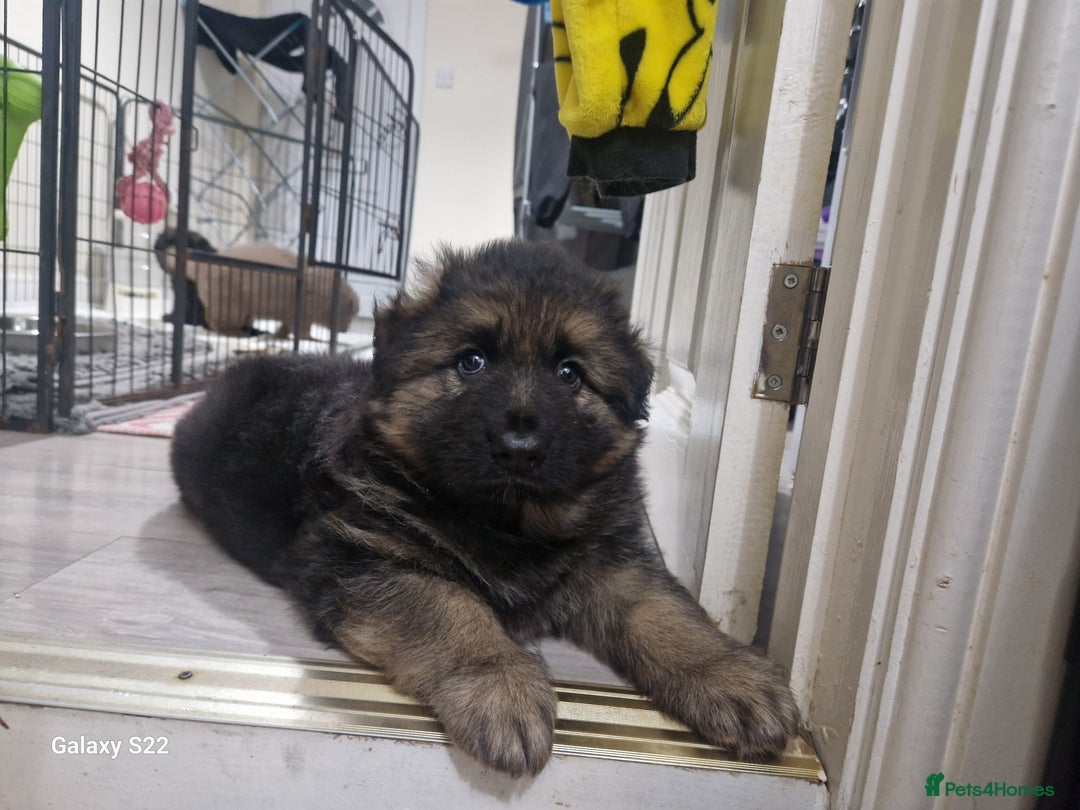 German Shepherd dogs for sale: KC REG GSD PUPPIES FULLY SCORED AND TESTED PARENTS - Image 19