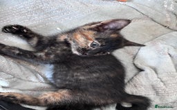Mixed Breed cats for sale: 4 beautiful kittens - Image 8