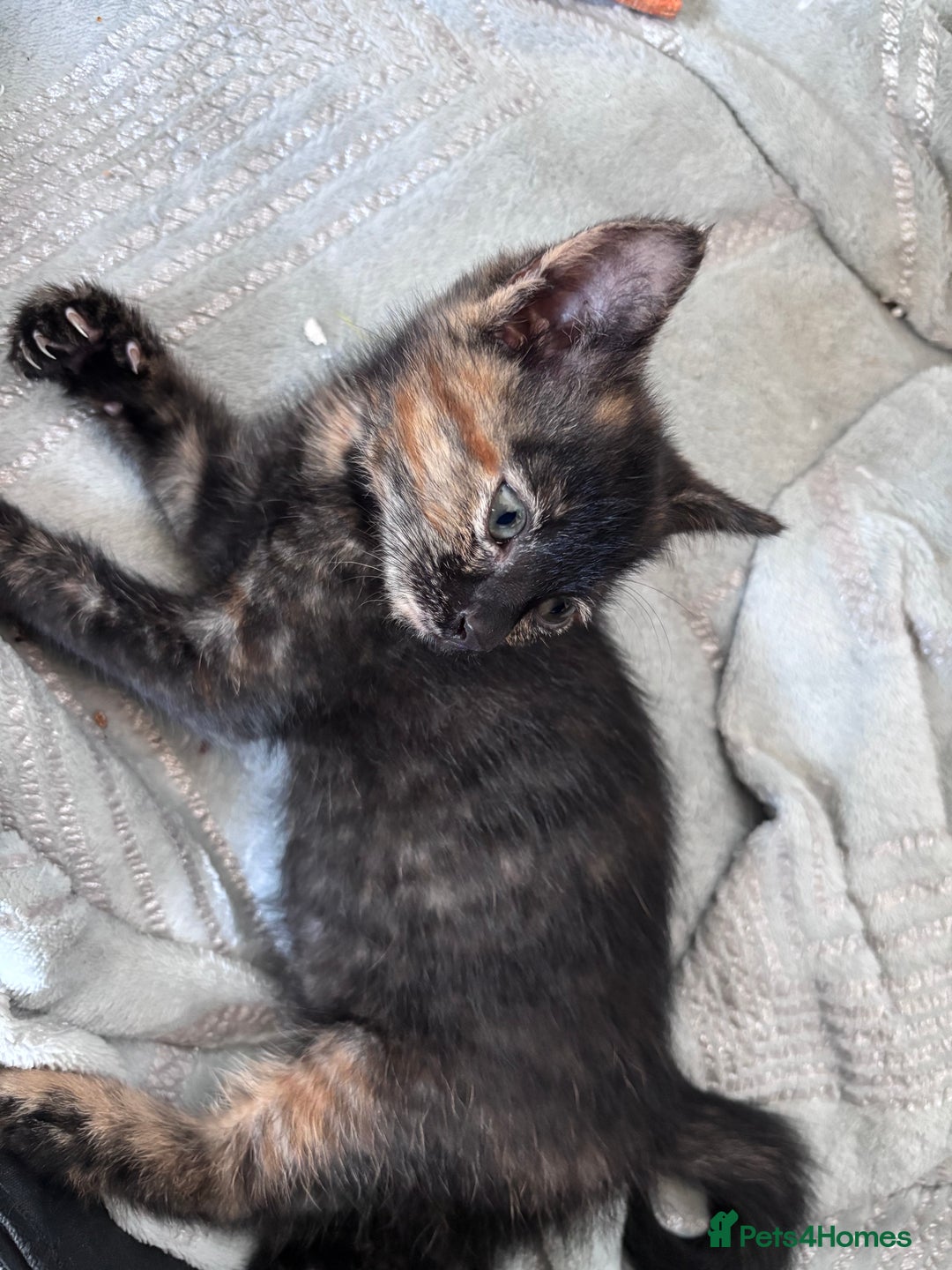 Mixed Breed cats for sale: 4 beautiful kittens - Image 8