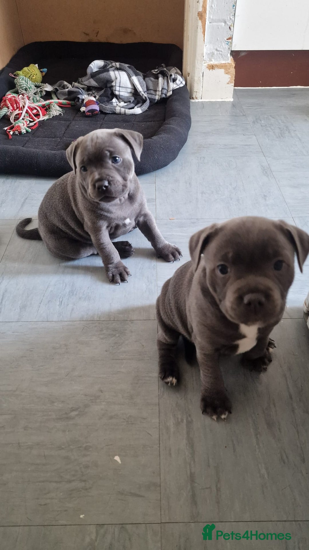 Staffordshire Bull Terrier dogs for sale: KC blue Staffordshire bull terriers - Image 9