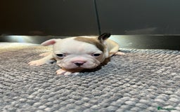 French Bulldog dogs for sale: ♥️Litter of 6 French Bulldog Puppies♥️ - Advert 30