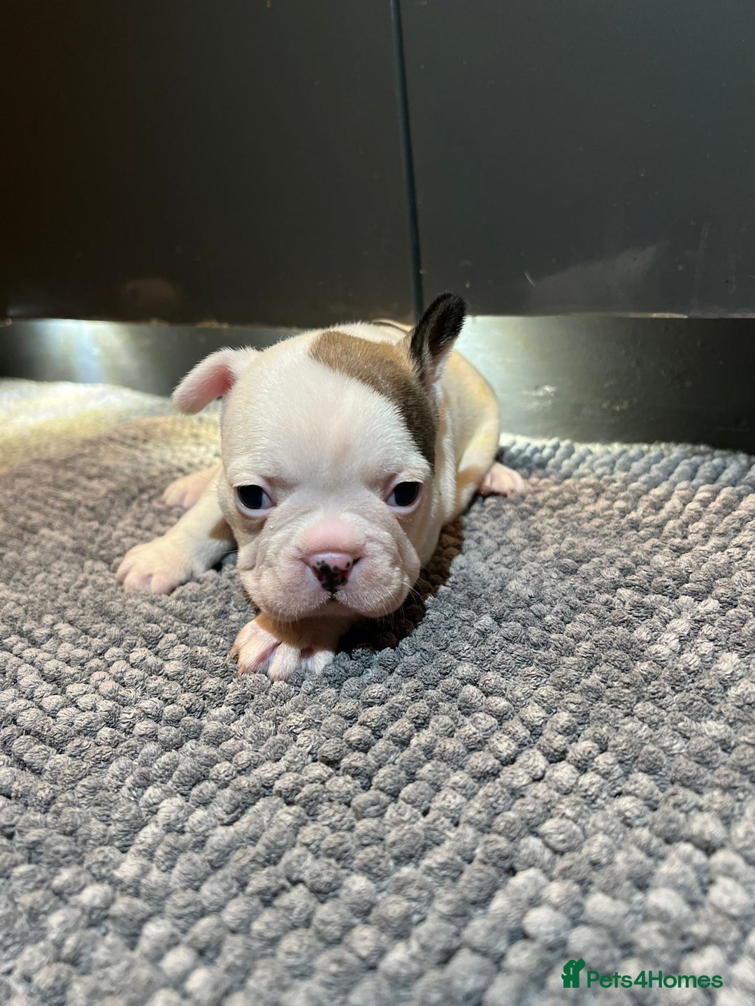 French Bulldog dogs for sale: ♥️Litter of 6 French Bulldog Puppies♥️ - Advert 30