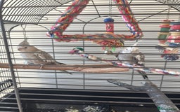 Cockatiels birds for sale: 2x cockatiels for sale and cage/toys - Image 7