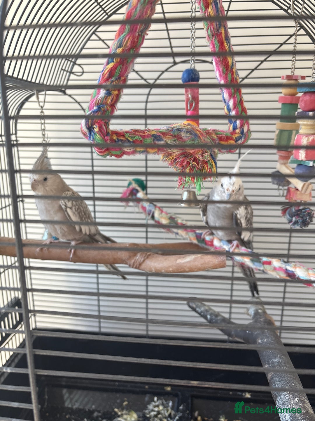 Cockatiels birds for sale: 2x cockatiels for sale and cage/toys - Image 7
