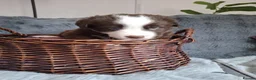 Border Collie dogs for sale: Brown and white male border collie in Exeter - Advert 8