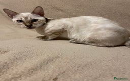 Bengal cats for sale:  Beautiful Bengal ready to reserve - Image 28