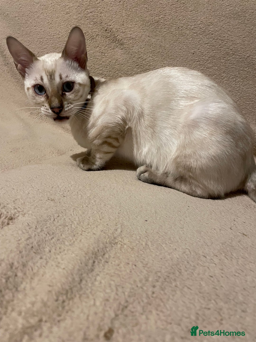 Bengal cats for sale:  Beautiful Bengal ready to reserve - Image 28