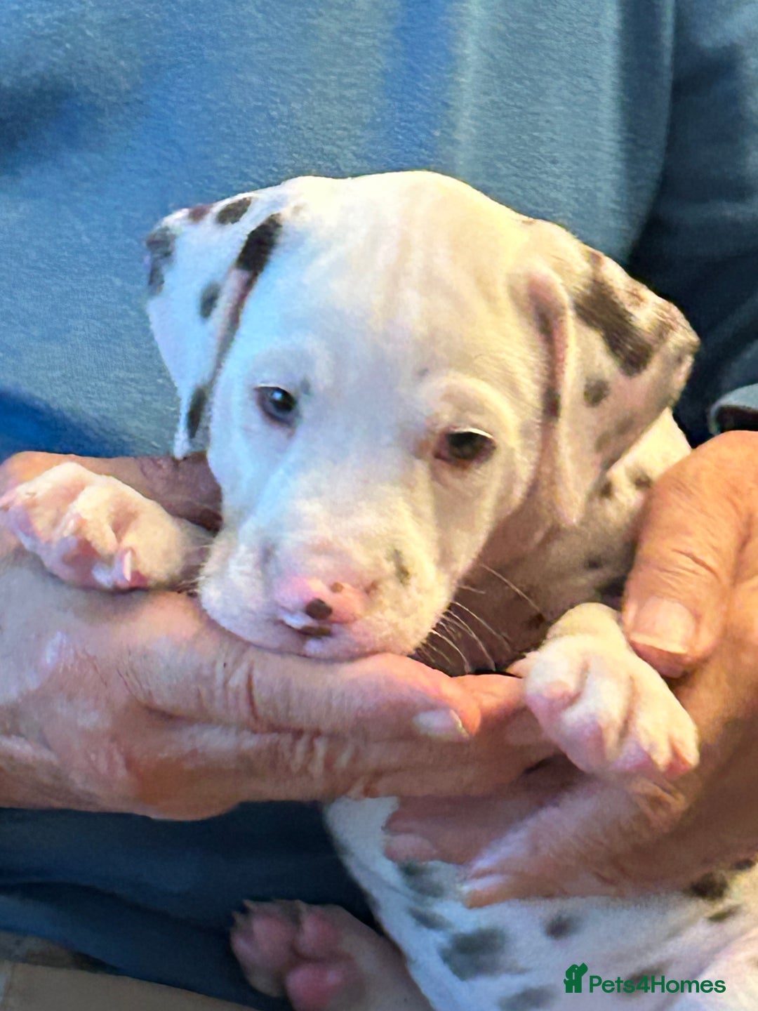 Dalmatian dogs for sale: Dalmatian Puppies - Advert 9