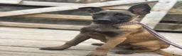 Belgian Shepherd Dog dogs for sale: Ready to leave Female Pups  - Advert 2
