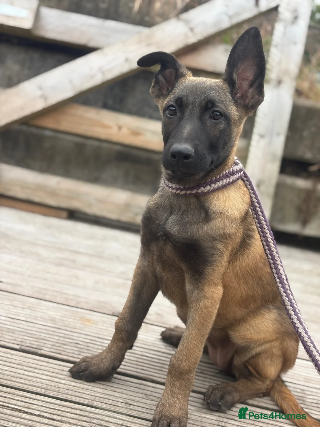 Belgian Shepherd Dog dogs for sale: Ready to leave Female Pups  - Advert 2