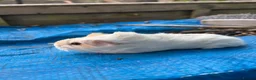 Guinea Pig rodents for sale: Long haired fluffy PeruvianSilkie guineapig babies - Advert 27