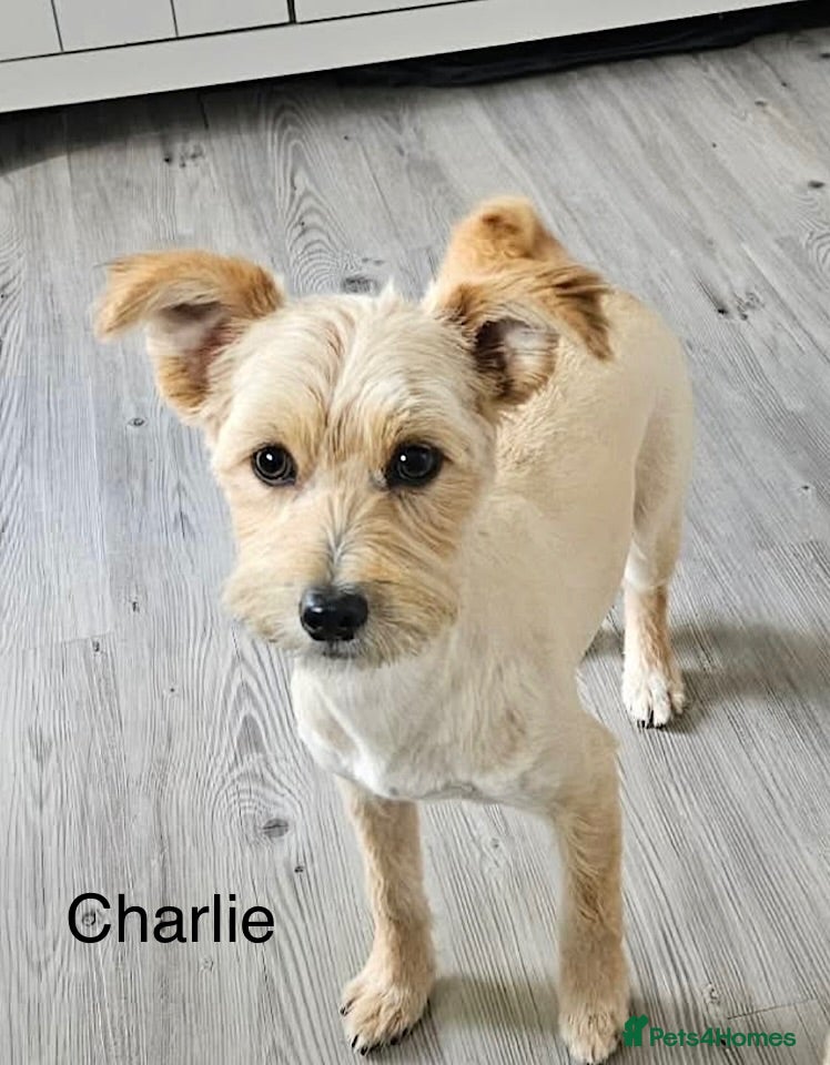 Mixed Breed dogs Charlie seeks forever home  - Advert 2