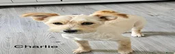 Mixed Breed dogs for adoption: Charlie seeks forever home  - Advert 1