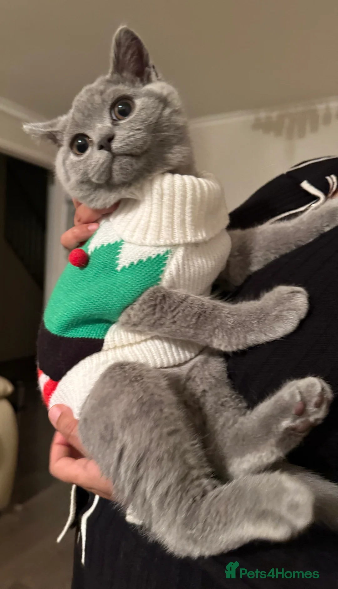 British Shorthair cats for sale: British boy shorthair with loving nature in Smethwick - Advert 2