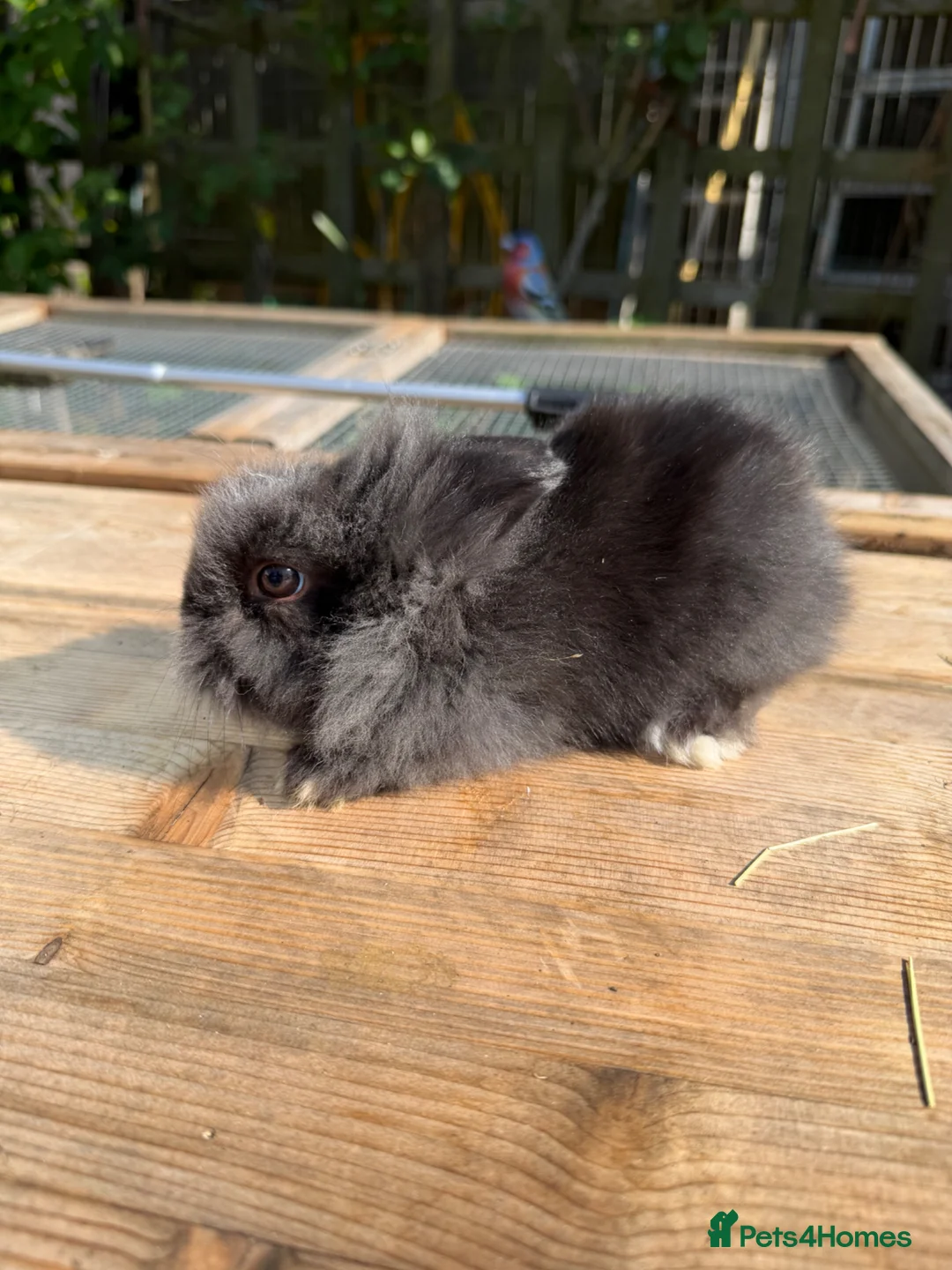 Lionhead rabbits for sale: Beautiful baby lionheads  - Advert 2