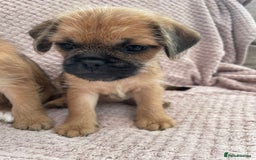 Mixed Breed dogs for sale: PUGAPOO 3 LEFT READY NOW  - Image 24