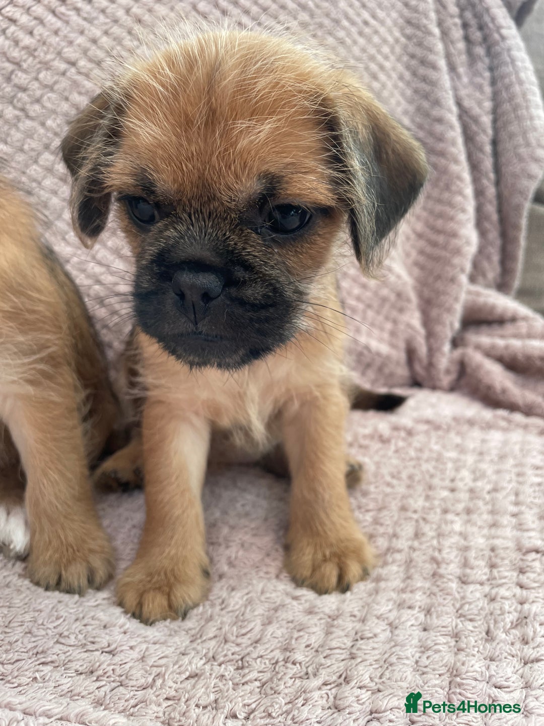 Mixed Breed dogs for sale: PUGAPOO 3 LEFT READY NOW  - Image 24