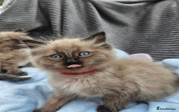 Ragdoll cats for sale: Beautiful Ragdoll Kittens  - Image 14