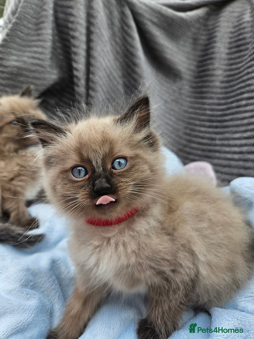 Ragdoll cats for sale: Beautiful Ragdoll Kittens  - Image 14