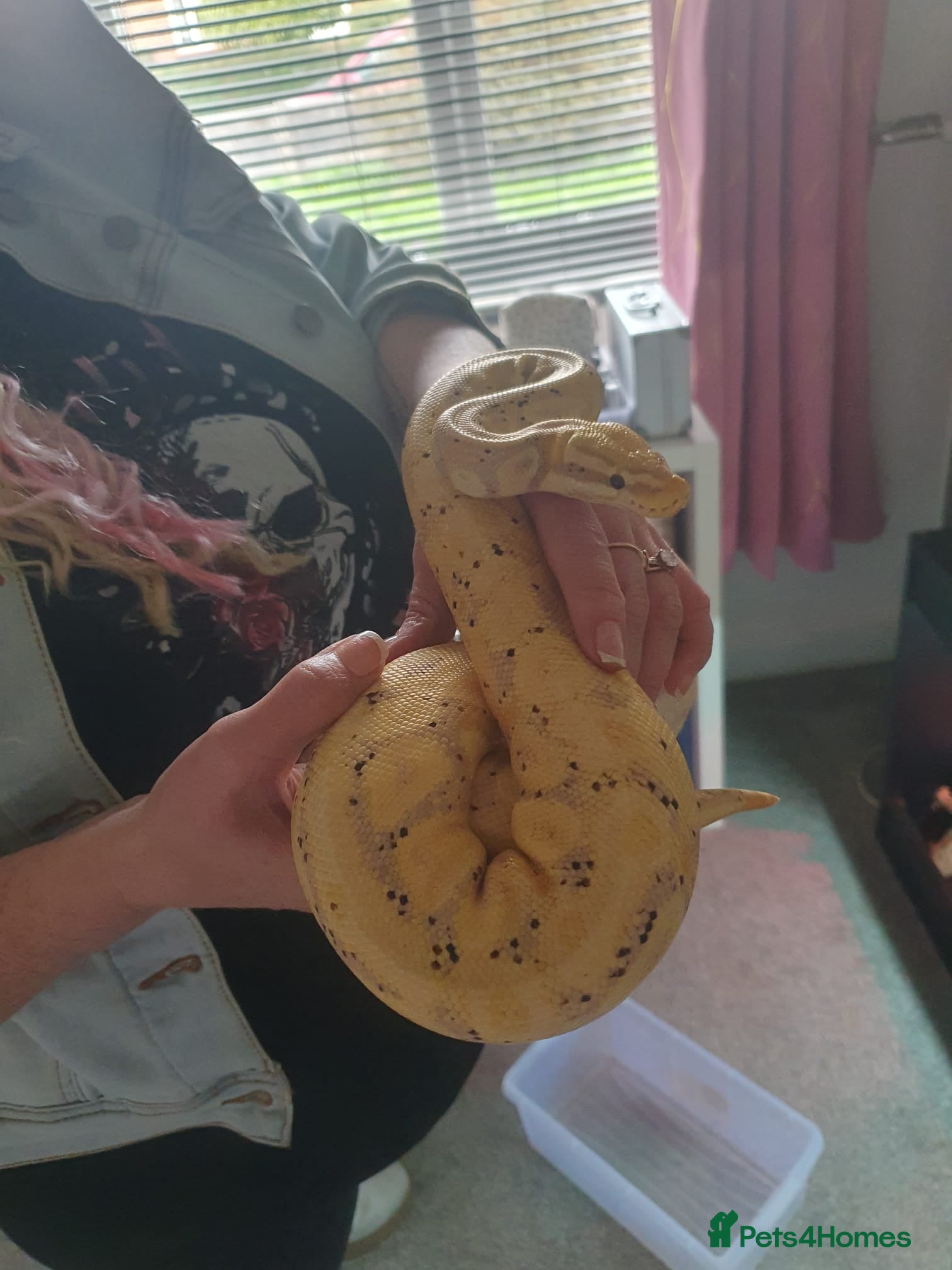 Python Snake reptiles 2 female royal pythons  - Advert 1