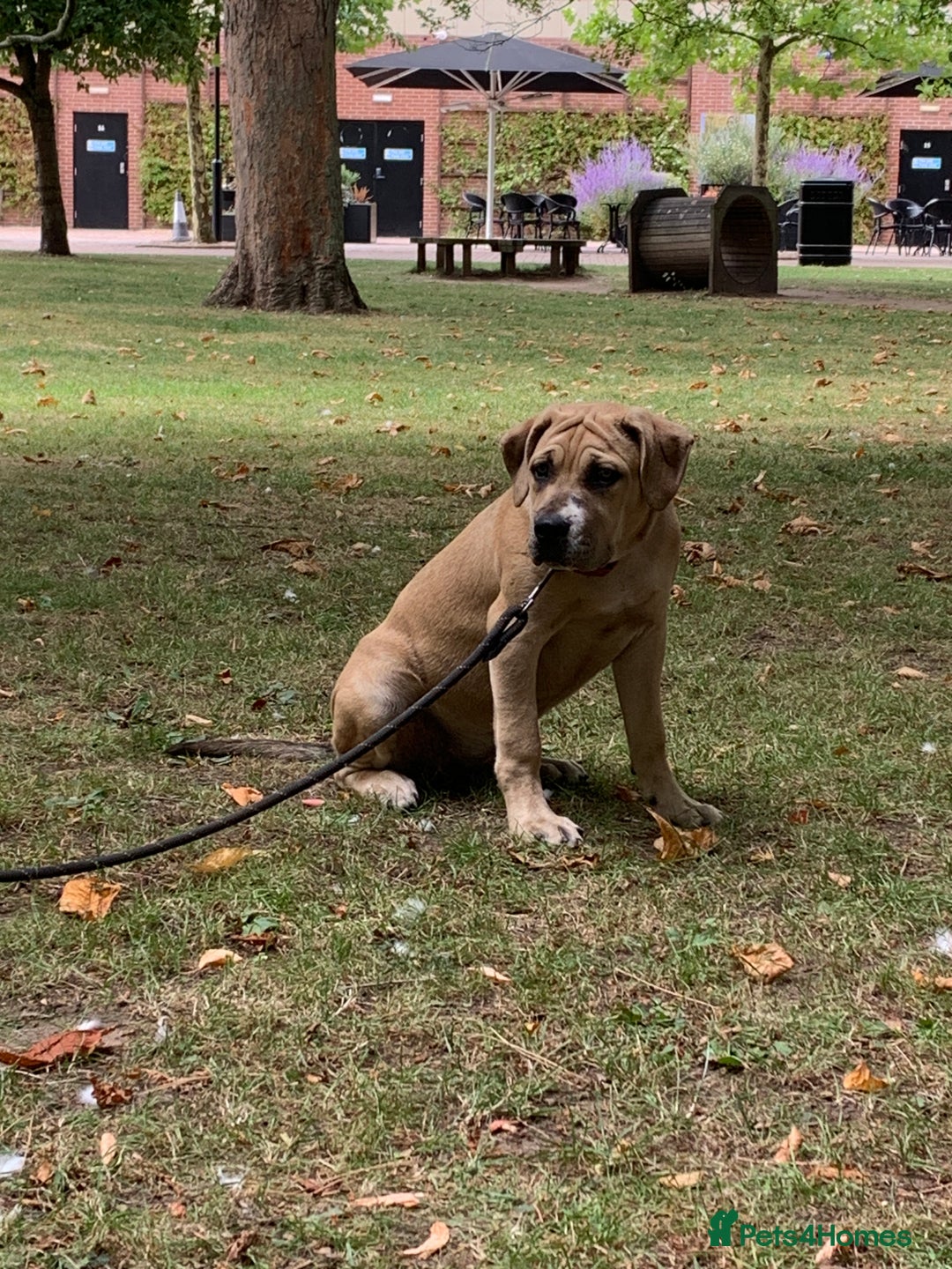 Mixed Breed dogs for sale: Cane Corso mix breed - Image 5
