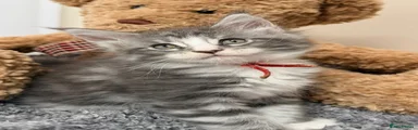 GUS