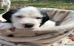 Mixed Breed dogs for sale: long haired Boxapoints - Image 21