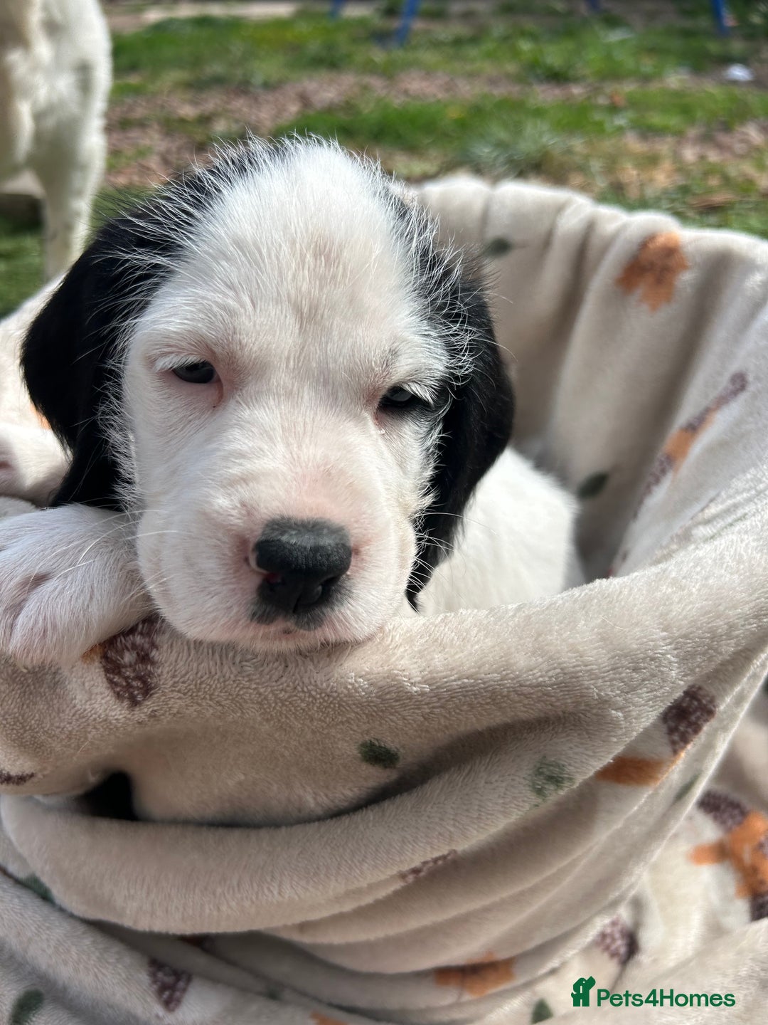 Mixed Breed dogs for sale: long haired Boxapoints - Image 21