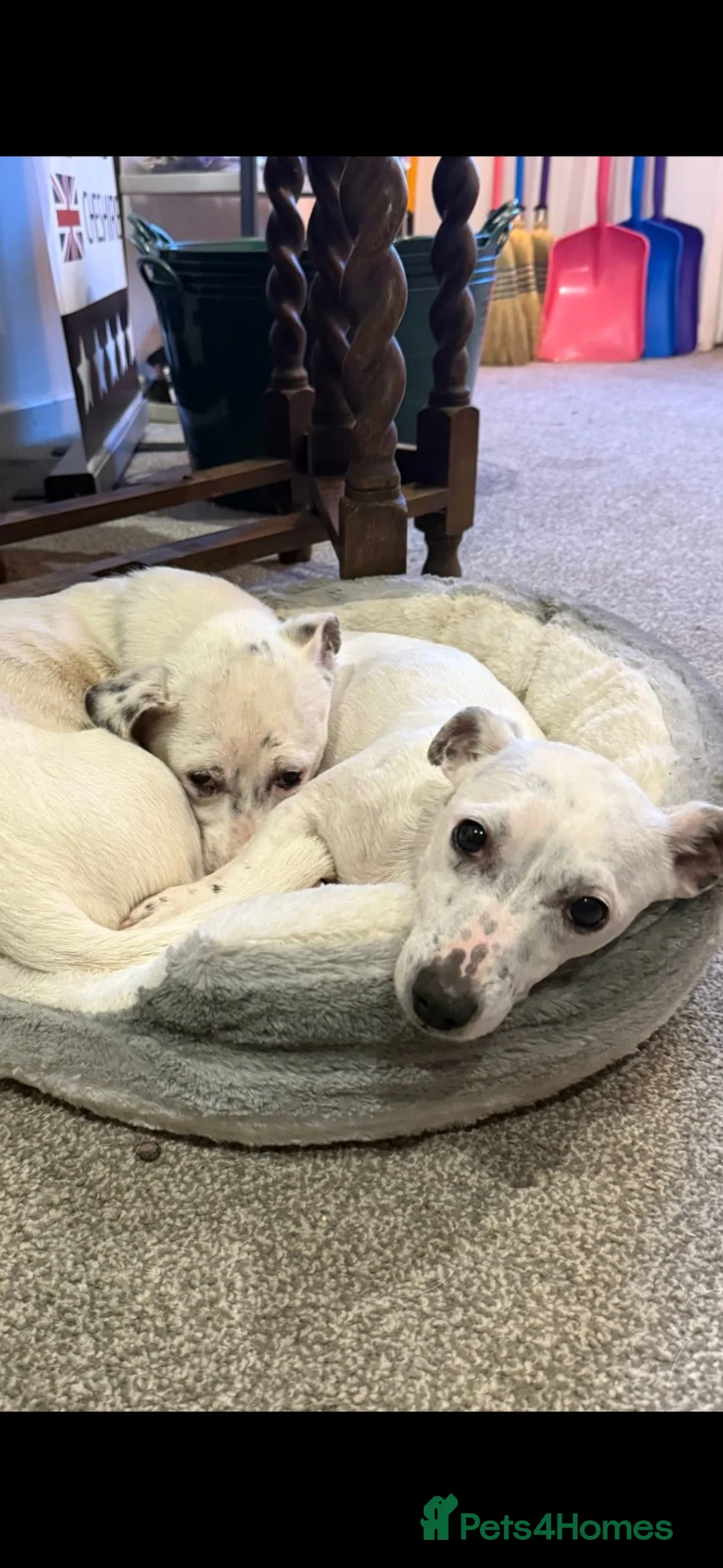 Jack Russell dogs for sale: Beautiful Jack Russel pups - Advert 1