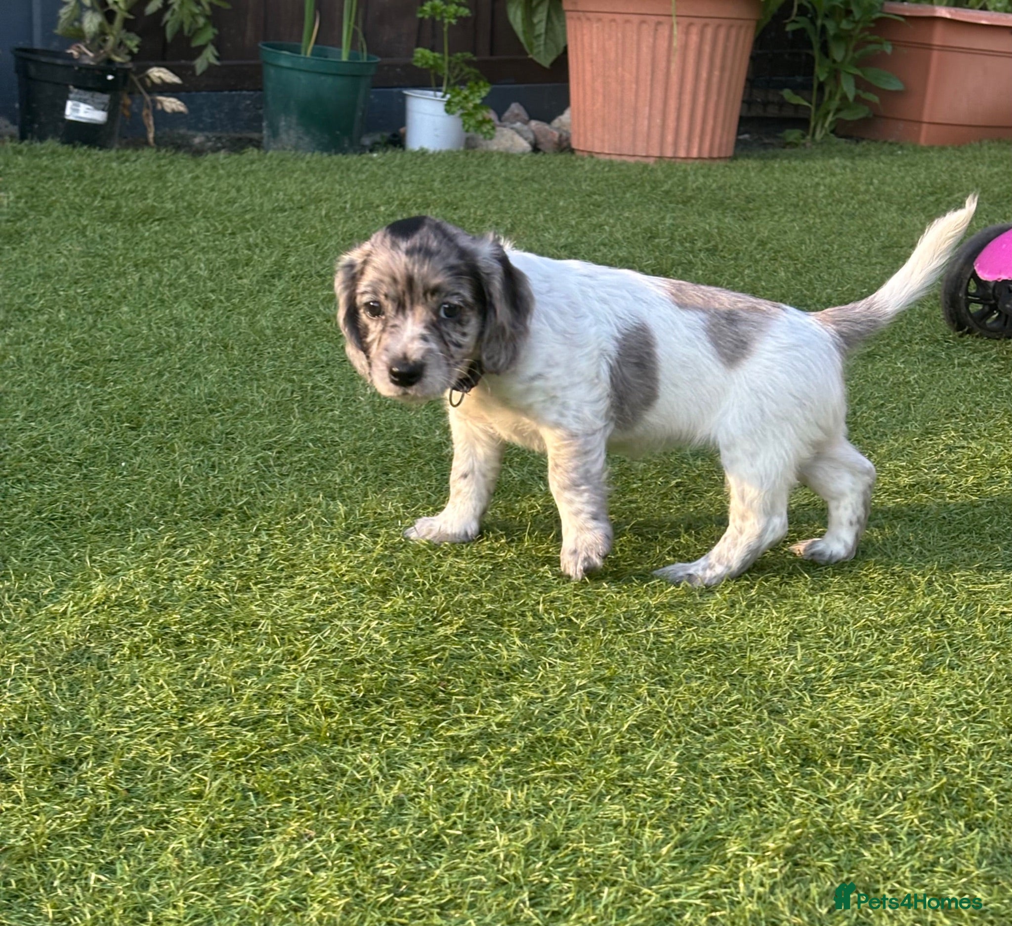 Mixed Breed dogs Ready now ❤️ 2 girls left ❤️  - Advert 1