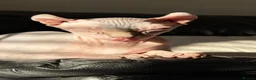 Sphynx cats for sale: 1 year old pure sphinx for sale  - Advert 4