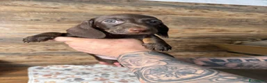 Miniature Dachshund 3
