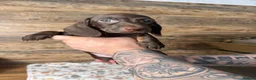 Miniature Dachshund dogs for sale: Gorgeous Miniature Dachshund puppies 4 sale London in London - Advert 5