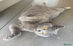 British Shorthair cats for sale: Willow – Beautiful Blue British Shorthair - Image 2