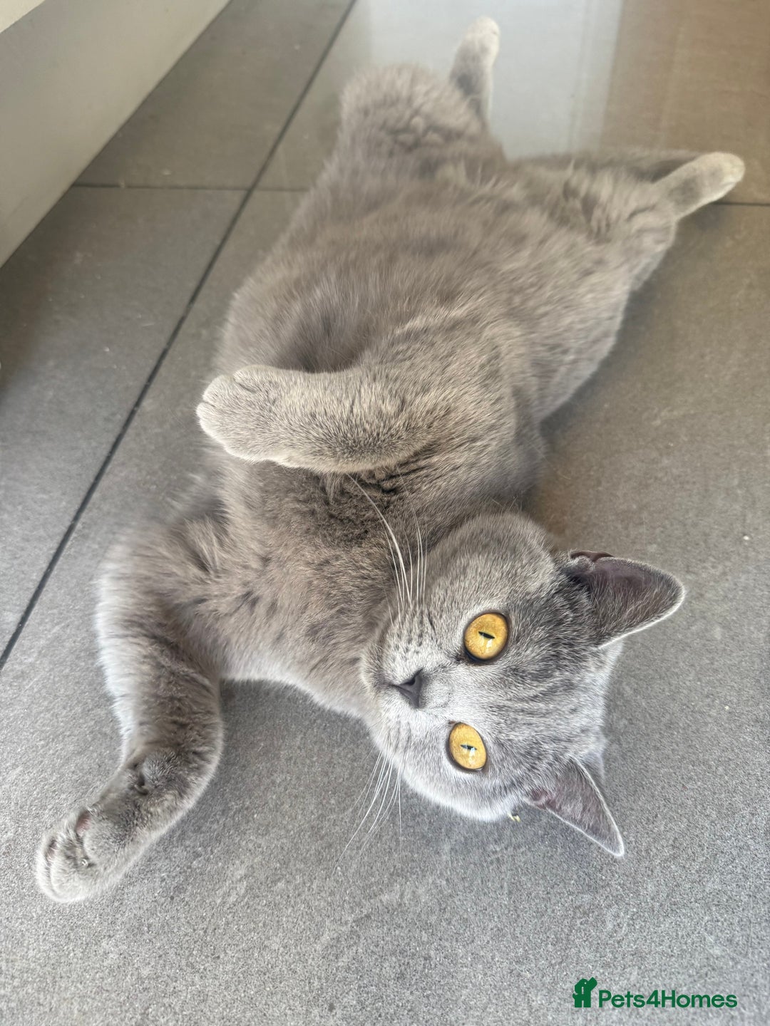 British Shorthair cats for sale: Willow – Beautiful Blue British Shorthair - Image 2