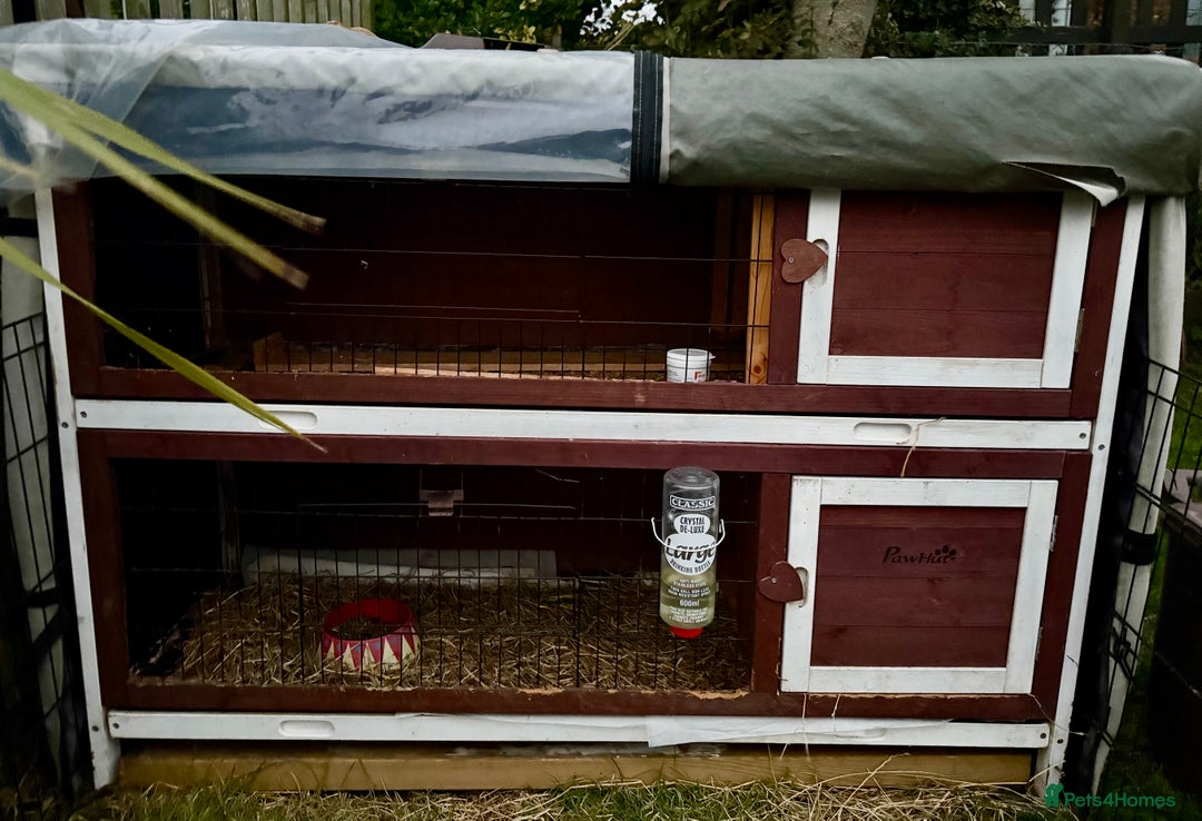 Guinea Pig rodents for sale: 5 month old bonded boy guinea pigs - Image 11