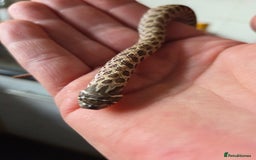Snake reptiles for sale: Hognose female  - Image 6