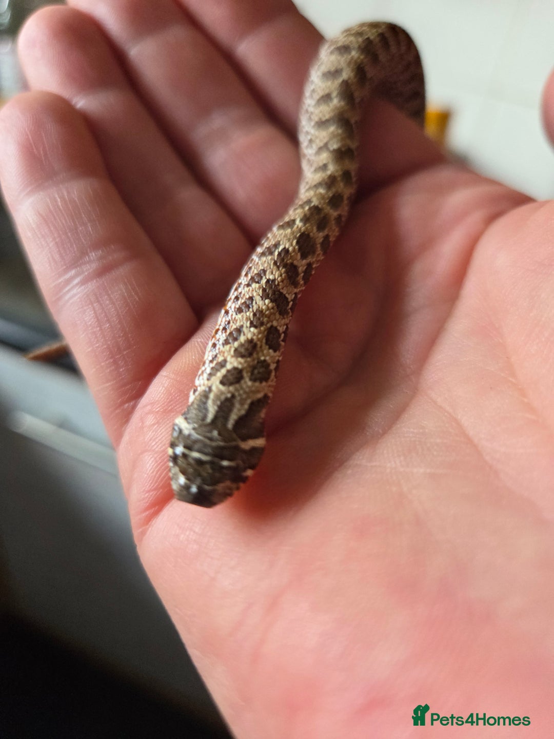 Snake reptiles for sale: Hognose female  - Image 6