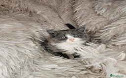 Mixed Breed cats for sale: 2 very big beautiful fluffy kittens - Image 4