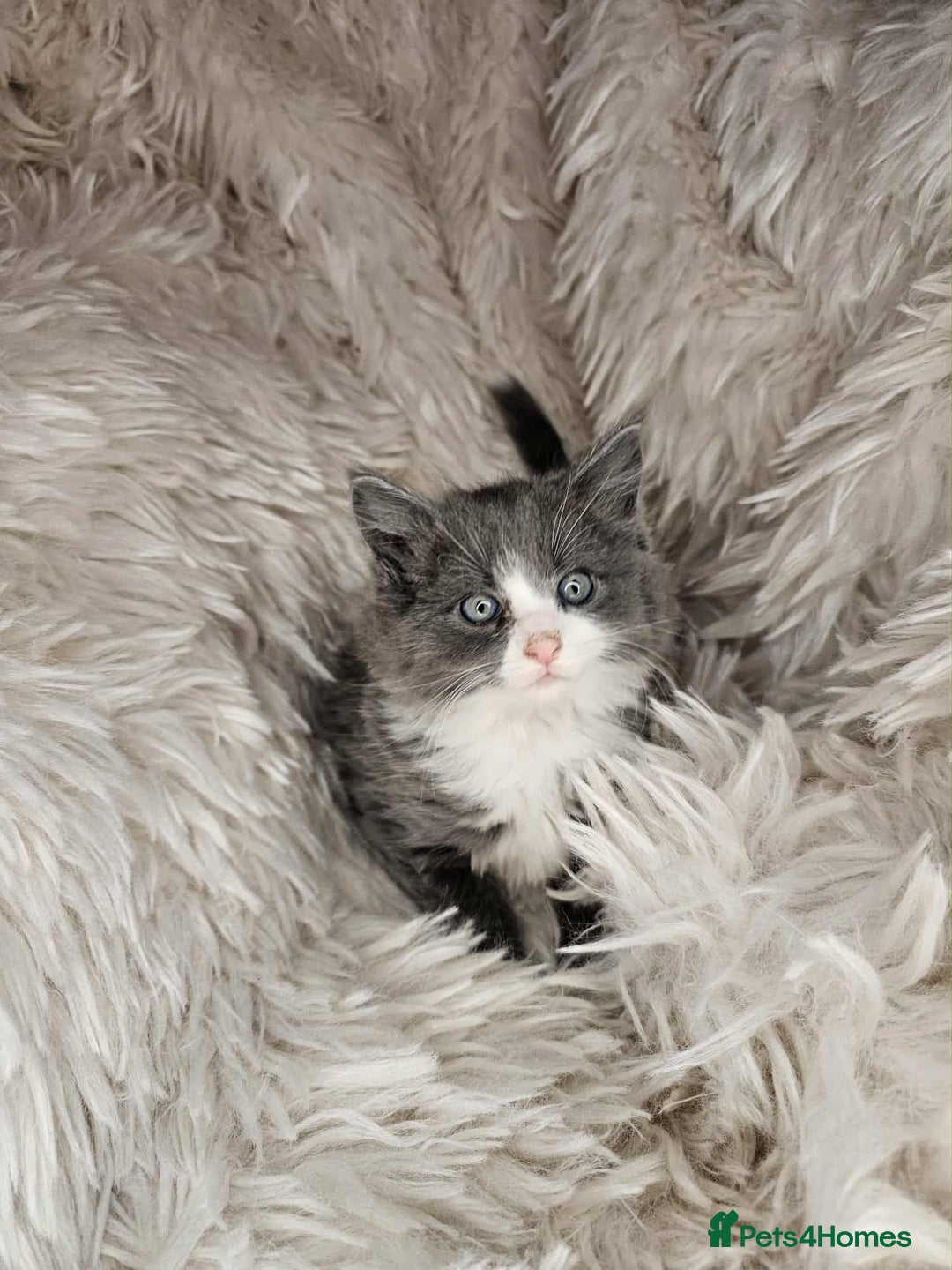 Mixed Breed cats for sale: 2 very big beautiful fluffy kittens - Image 4