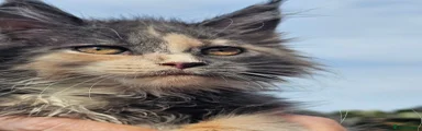 Maine Coon 5