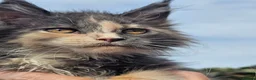Maine Coon cats for sale: Tica maine coon babies from heath tested parents - Advert 6