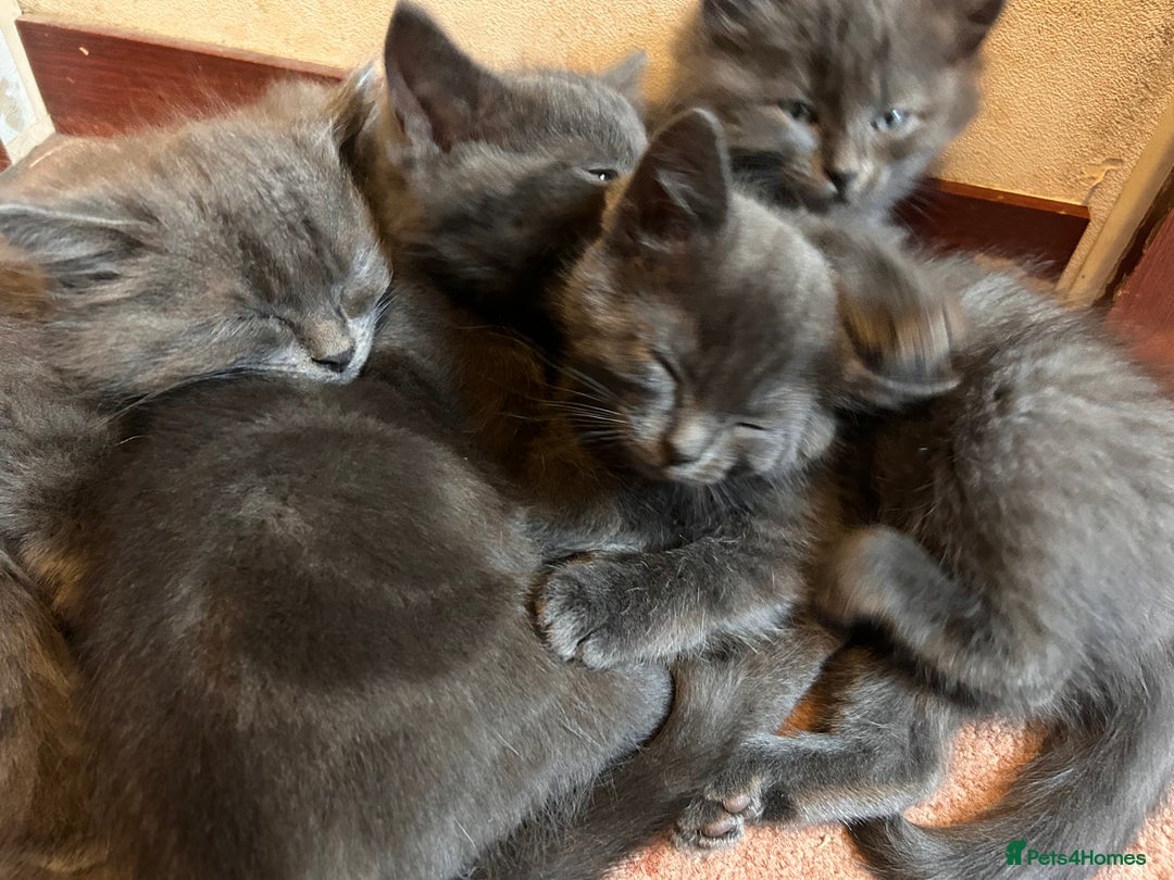 Ragdoll cats for sale: Ragdol kittens - Image 8