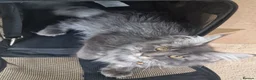 Maine Coon cats for sale: Last stunning Maine Coon kitten - Advert 6