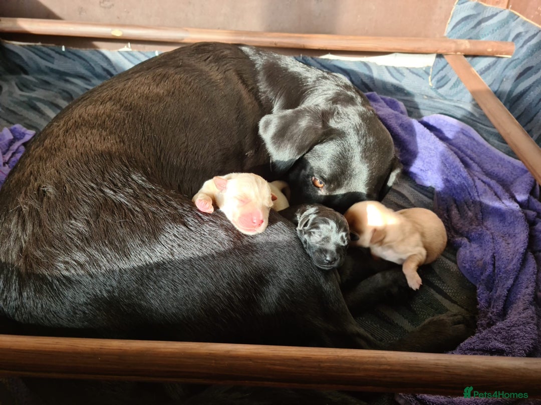 Labrador Retriever dogs for stud: For stud  in Market Drayton - Image 19